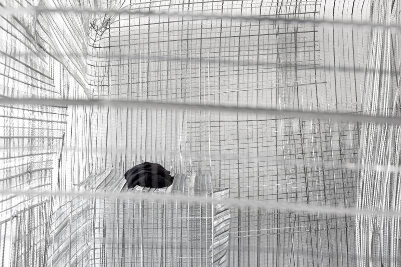 PPP_KvR_Det_Aus_schwTShrtohGitdav_3000b