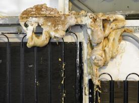 Tai_AdKH_Det_Aus_vhiGitSchauKab