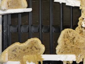 Tai_AdKH_Det_Aus_vhiGitSchauSty