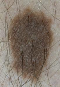 Leb_SJH_Ha1_Rep_3000h